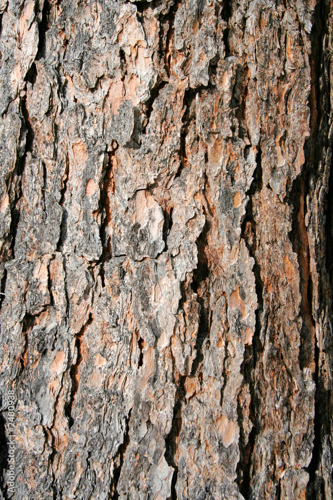 texture pine tree bark texture pine tree bark