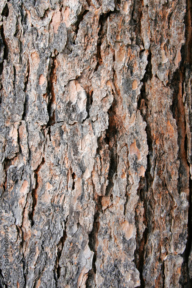 texture pine tree bark texture pine tree bark