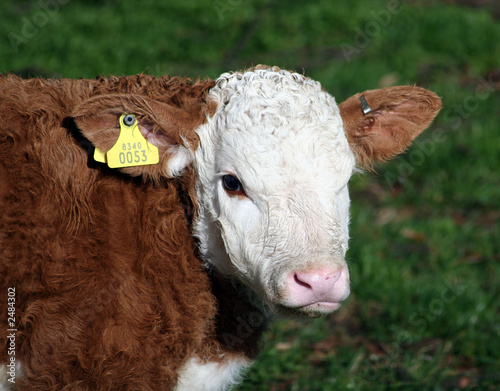 three day old calf in a field
