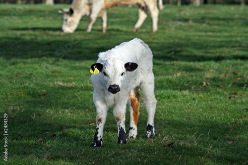 calf in field of green grass