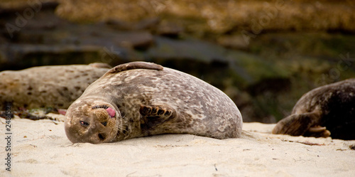 harbor seal
