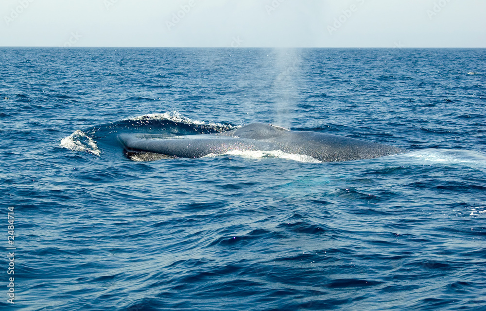Fototapeta premium blue whale