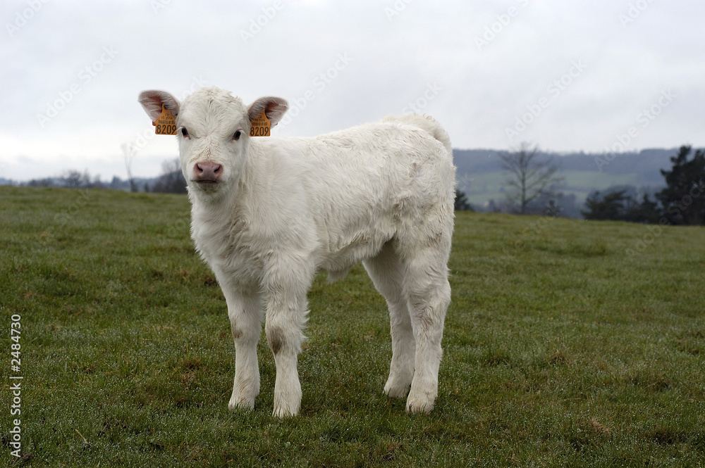 Fototapeta premium calf