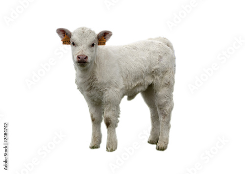 calf