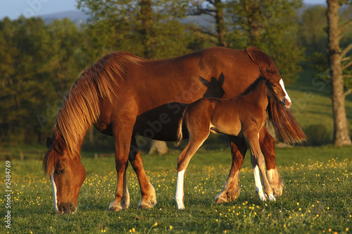 mare and his foal