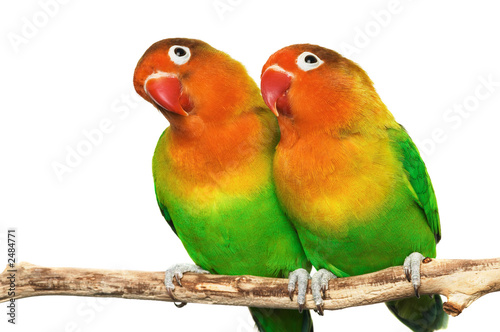 pair of little lovebirds