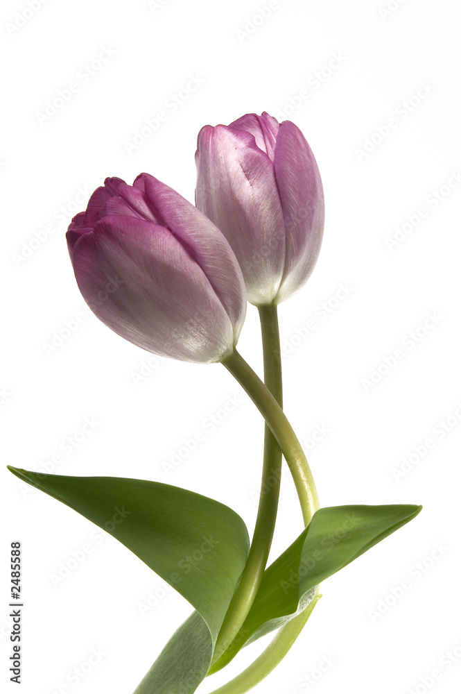 purple tulip