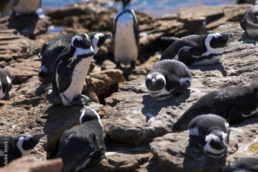 Obraz premium jackass penguin #8