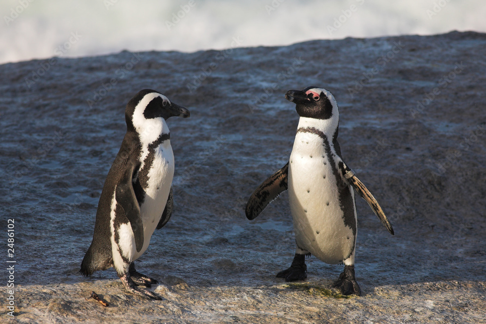 Fototapeta premium jackass penguin #36