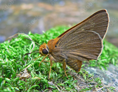 butterfly (hesperiidae)