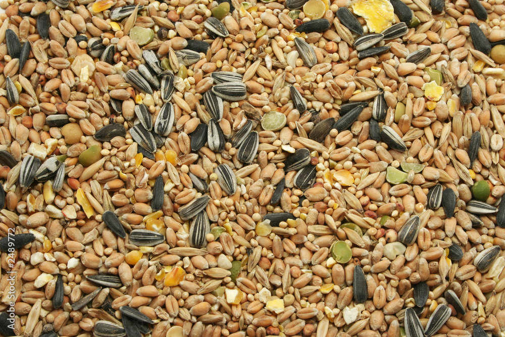 mixed bird seed
