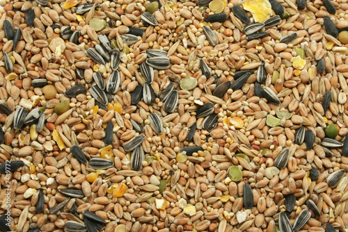 Obraz na płótnie mixed bird seed w salonie