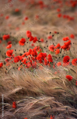 coquelicot