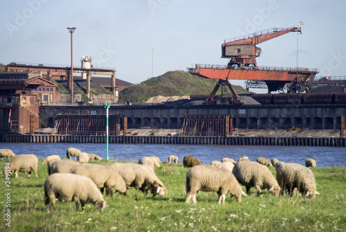 rhein schafe und industrie