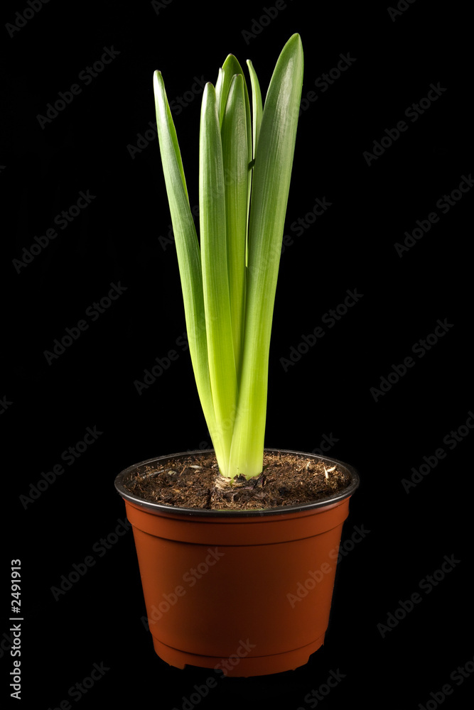 plant in a flowerpot