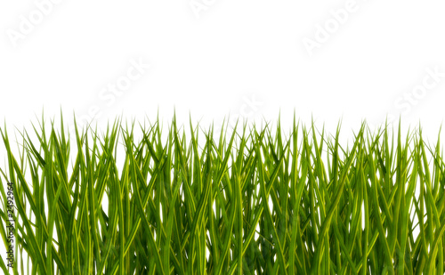 gras