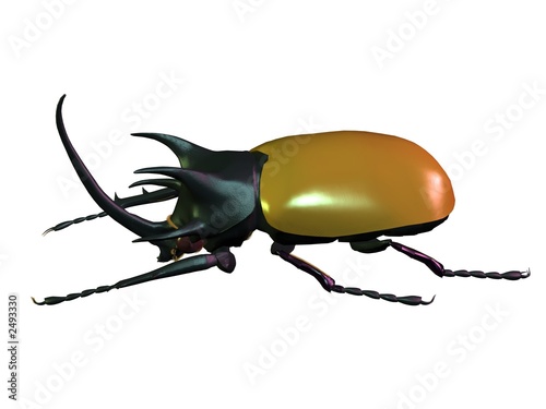coléoptère scarabée défense et cuirasse