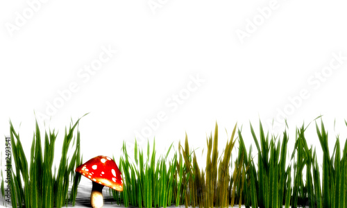 gras mit fliegenpilz