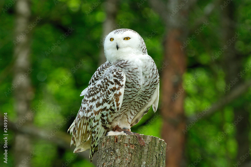 Fototapeta premium chouette harfang des neiges