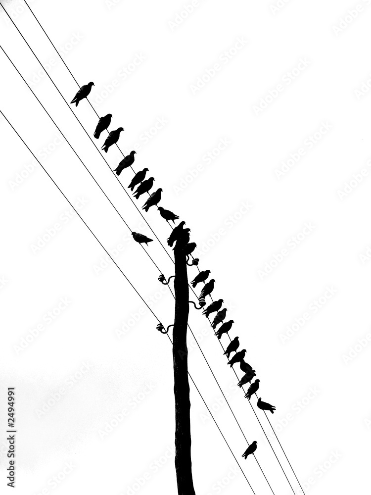 Φωτογραφία birds