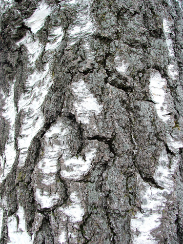 birch