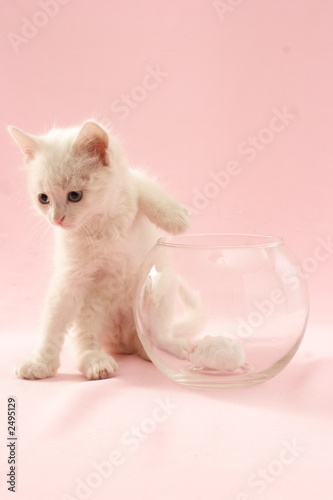 cat and mouse