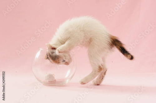 cat and mouse