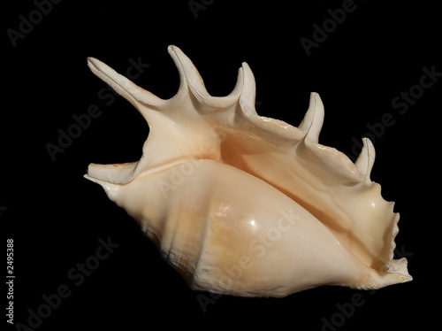 sea shell 5