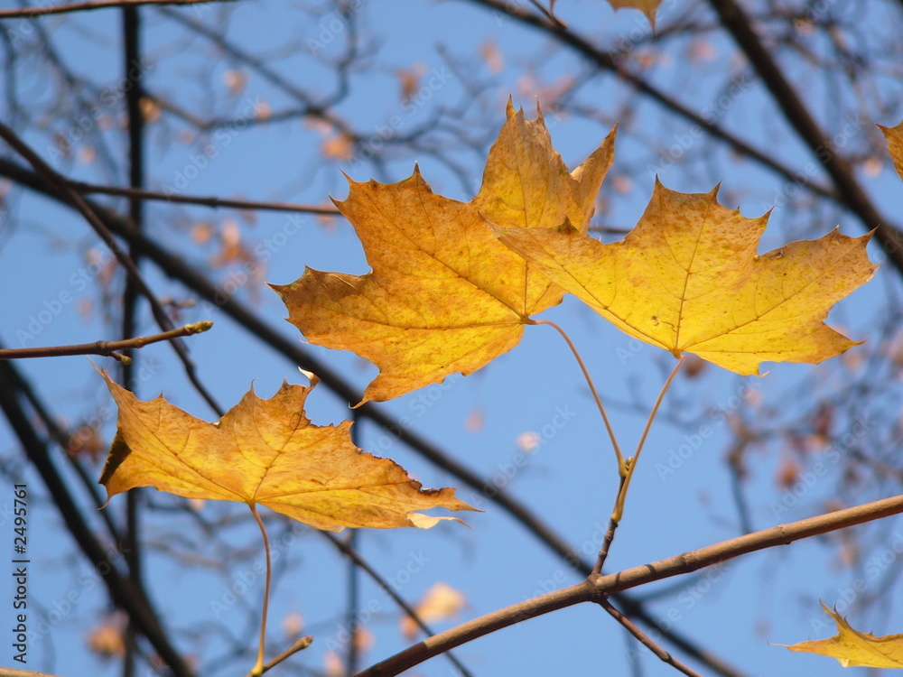 autumn. yellow leaves.