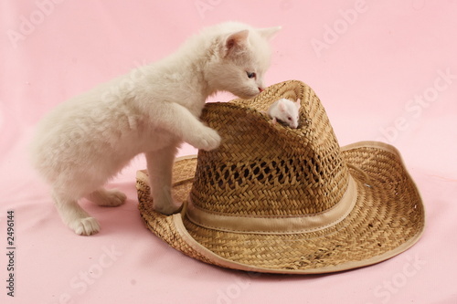 cat and mouse