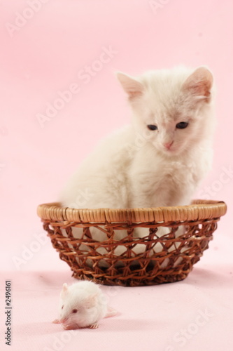 cat and mouse