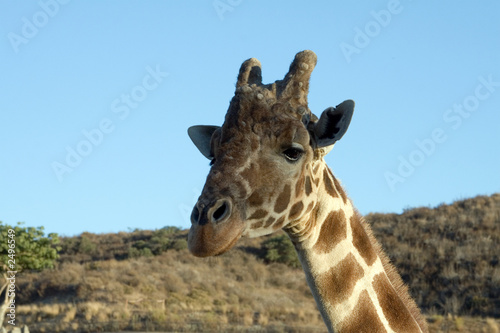 Fototapeta Naklejka Na Ścianę i Meble -  giraffe close-up