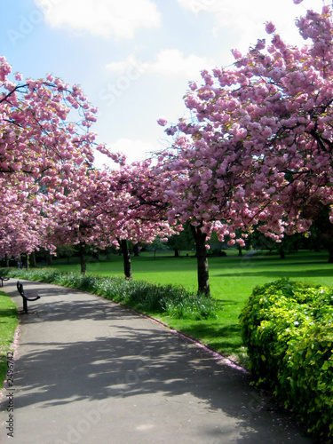 pink flowering trees