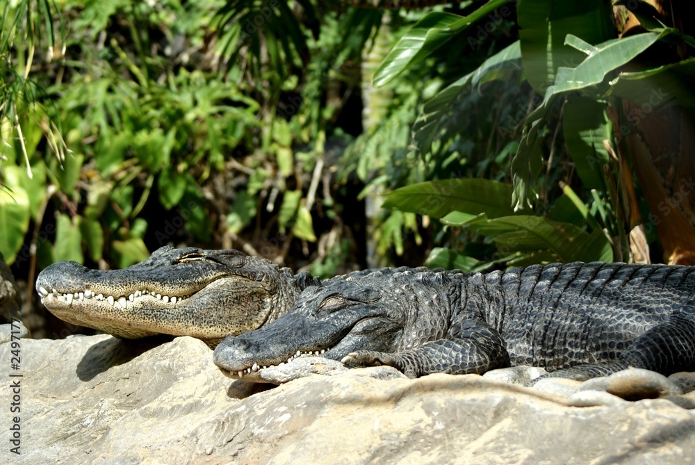 Obraz premium american alligators