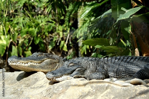 american alligators © geewhiz