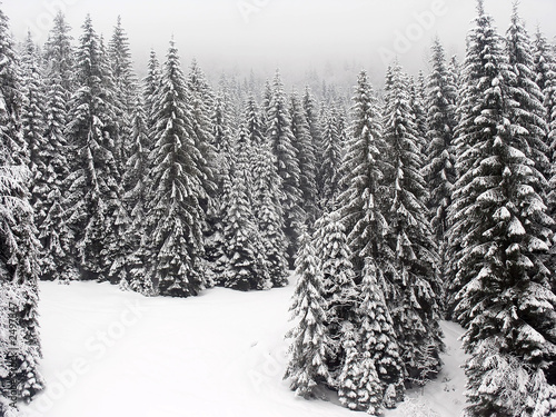 winter fir