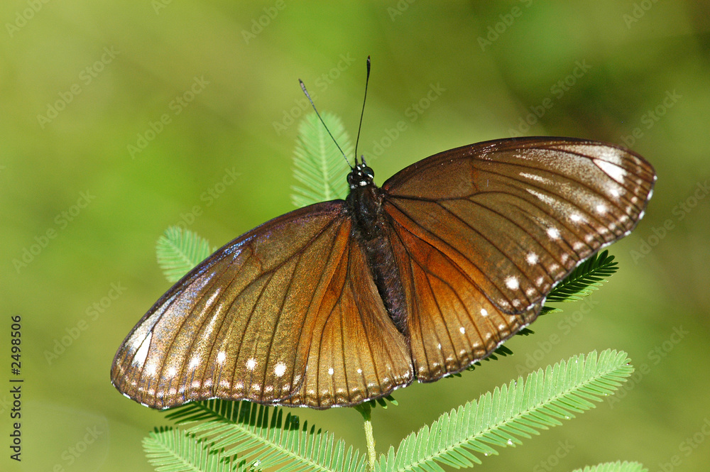 Obraz premium butterfly