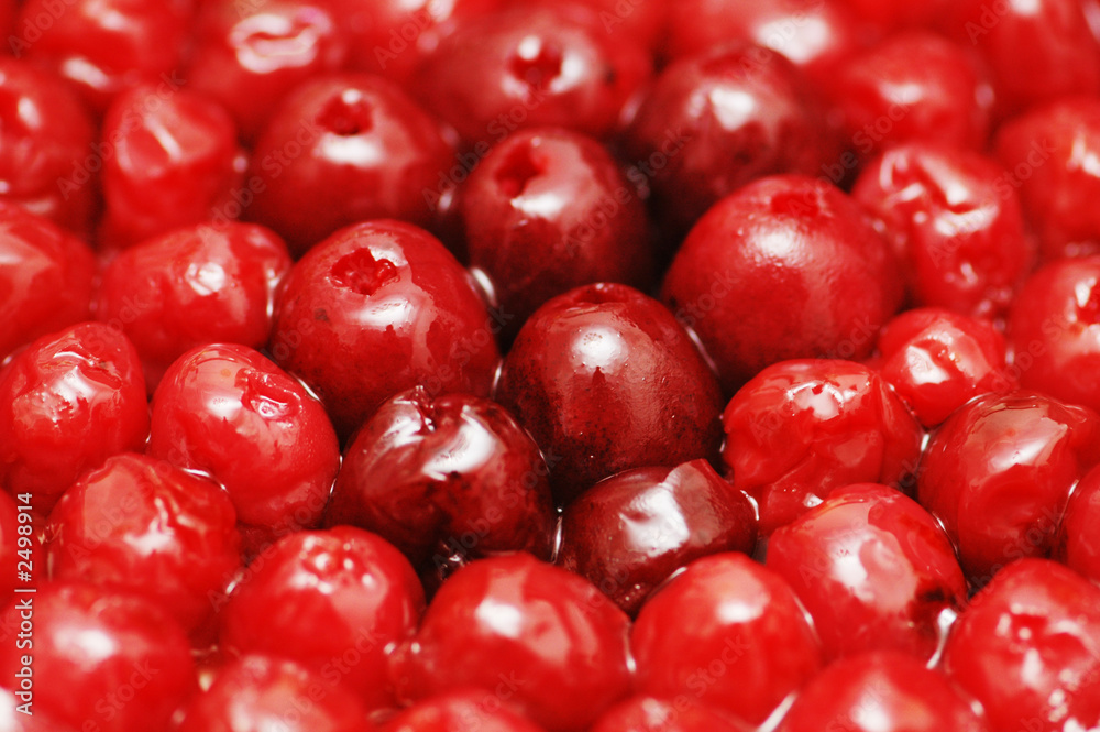red bright berries to be used as background red bright berries to be used as background