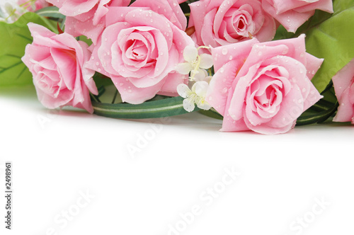 roses on the white  - use copyspace for your text