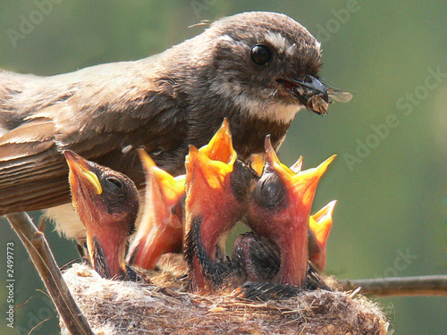 Fotografering grey fantail and chicks