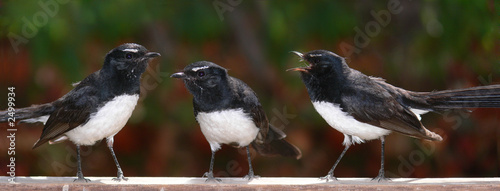 Fotografia willie wag tails settling a dispute