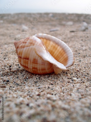 coquillage