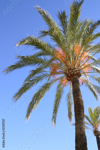 palm tree © leafy