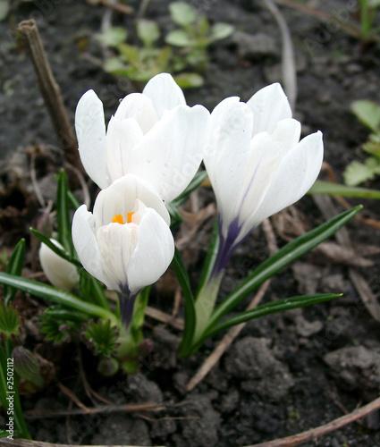 the first spring crocuses