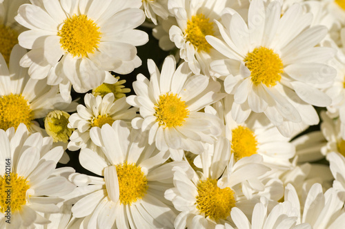 pretty daisies