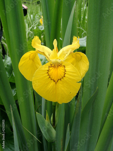 flower of a yellow iris