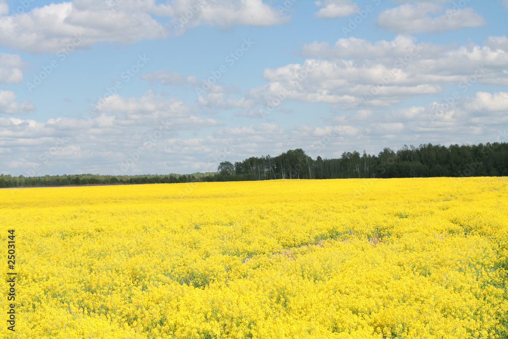 field of flowers