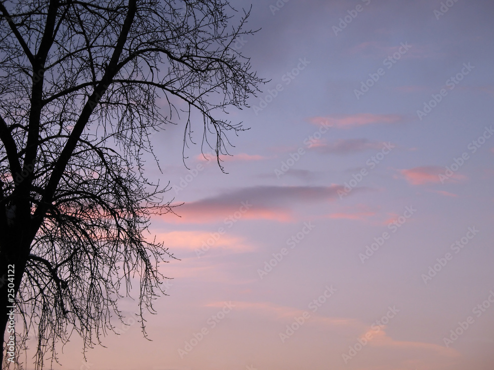 sky and tree sky and tree