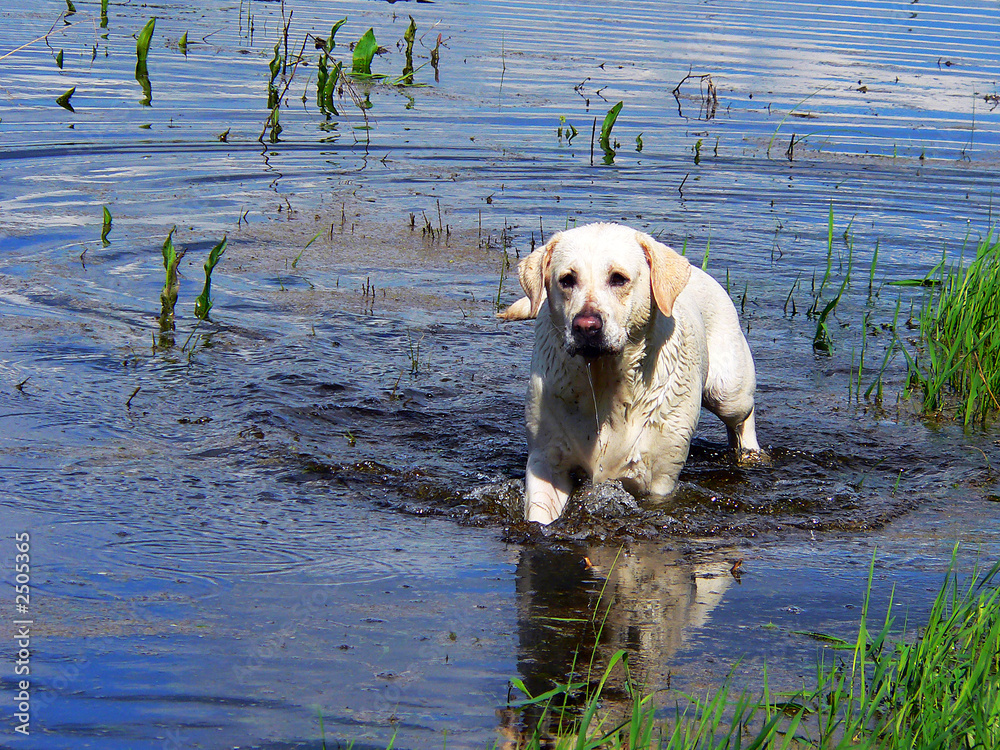 labrador retriver 02