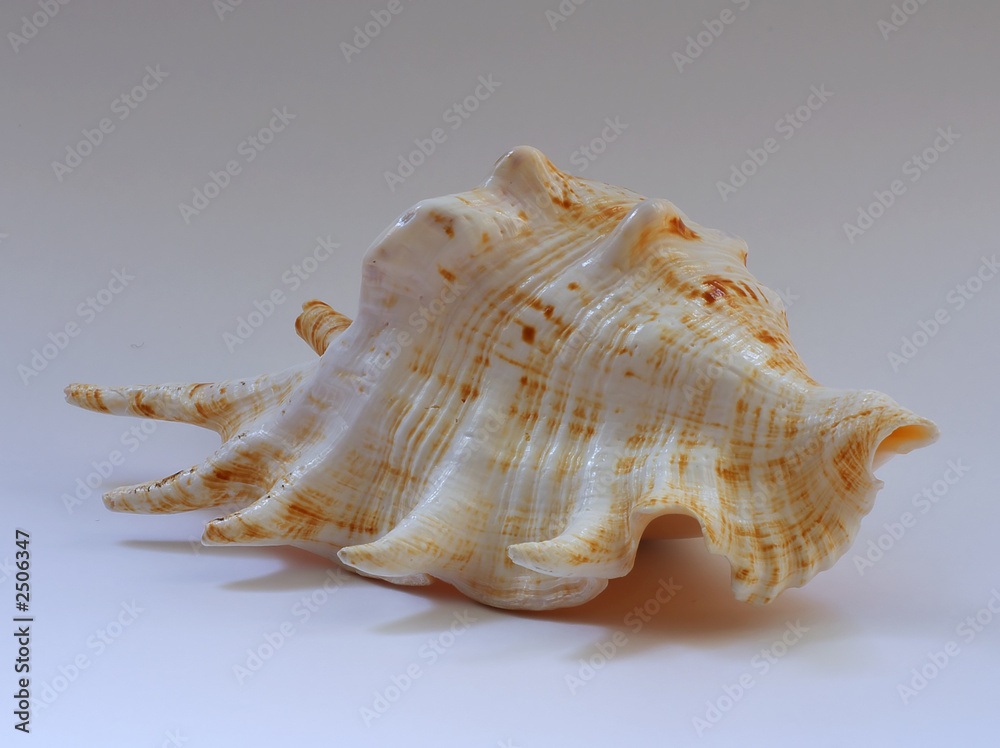 sea shell b2